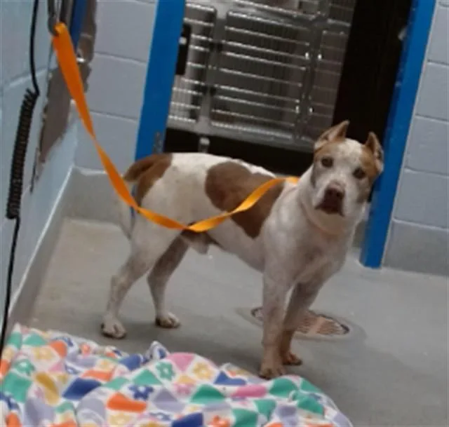 An adult medium-sized male Pit Bull Terrier dog named Smalls for adoption in Albuquerque, NM