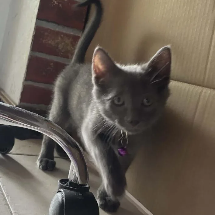 A baby medium-sized male Gray / Blue / Silver Domestic Short Hair cat named Greyson for adoption in Warr Acres, OK
