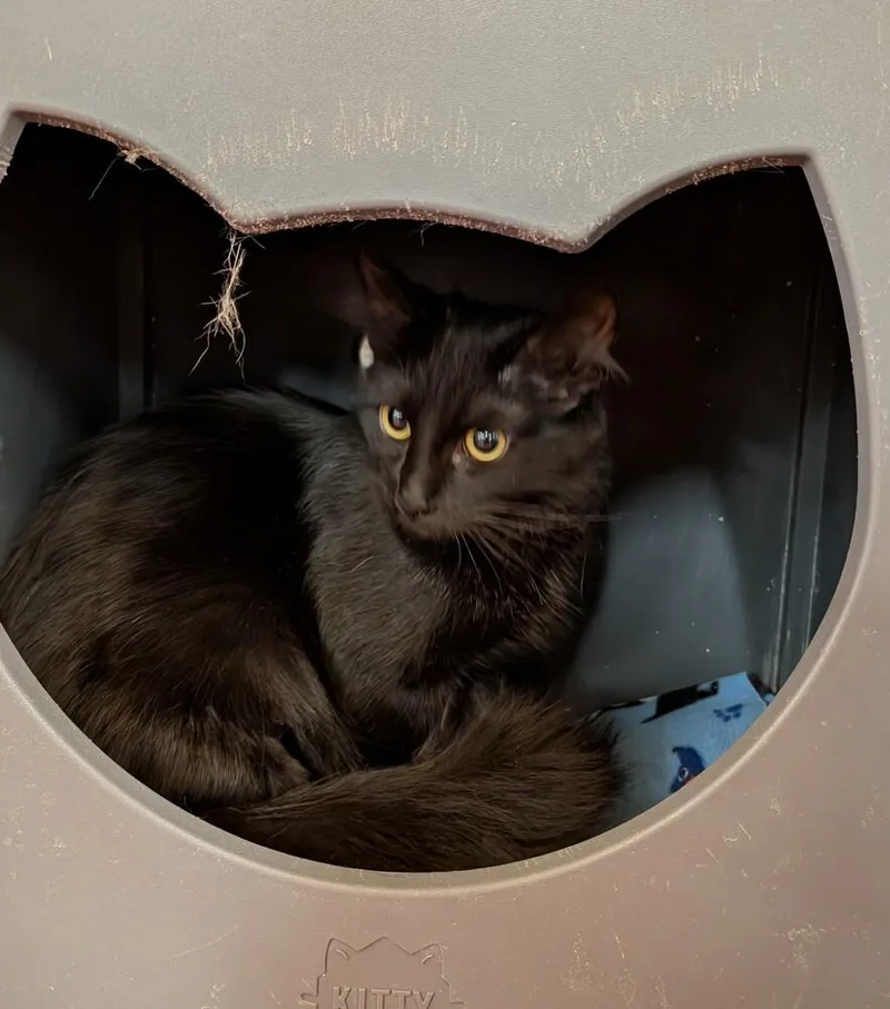 A baby medium-sized female Black Domestic Long Hair cat named Foxy for adoption in Tucson, AZ