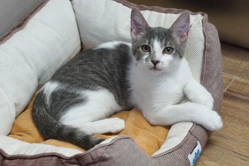 A baby small-sized female Domestic Short Hair cat named Music for adoption in Fountain Hills, AZ