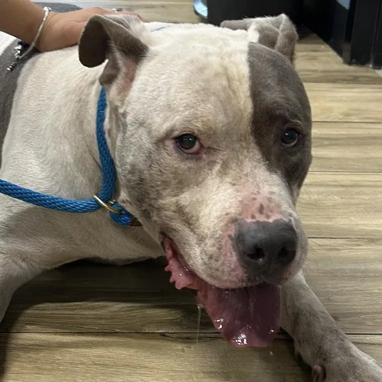 A baby large-sized male White / Cream Pit Bull Terrier dog named Jorge for adoption in Newark, NJ