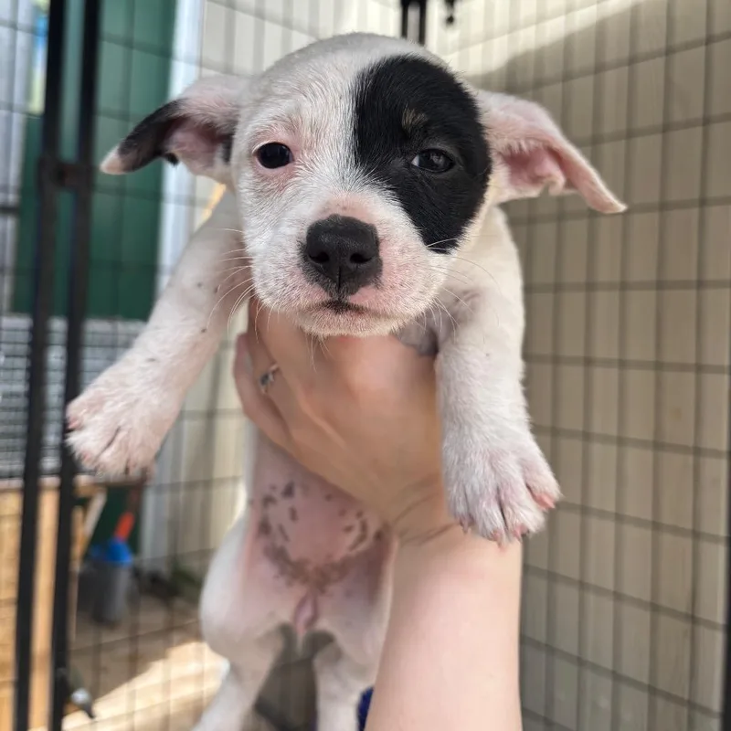 A baby small-sized female White / Cream Mixed Breed dog named River for adoption in Lake Jackson, TX