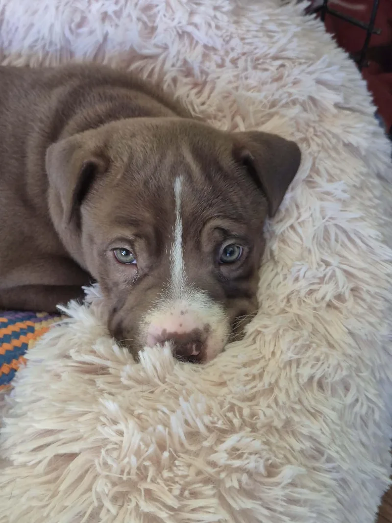 A baby medium-sized female Brown / Chocolate American Bulldog dog named Clover for adoption in Byron, IL