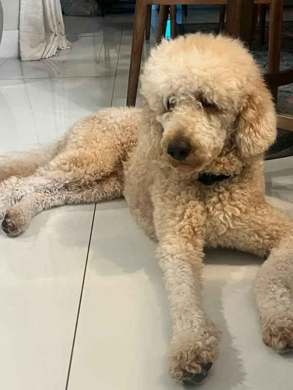 A young medium-sized male Golden Retriever dog named Rhino for adoption in Pompano Beach, FL
