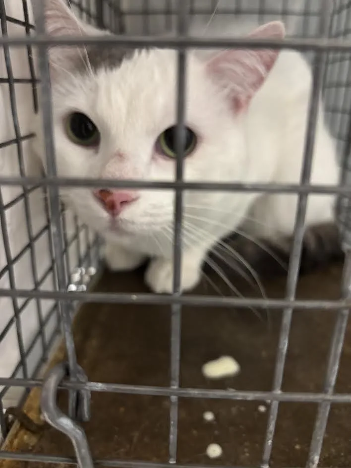 A young large-sized male Domestic Short Hair cat named Snow for adoption in Las Vegas, NV
