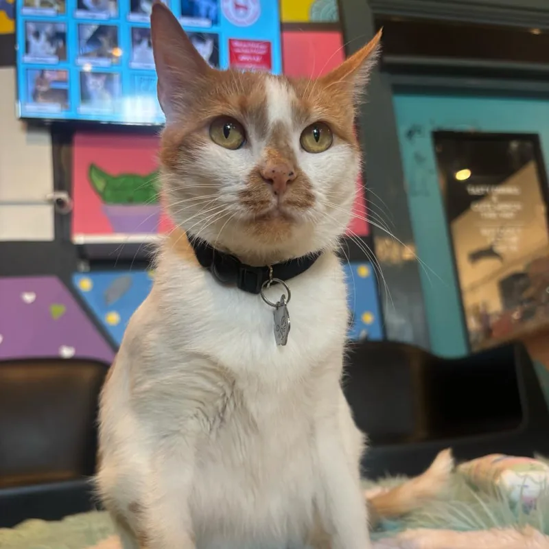An adult medium-sized female Domestic Short Hair cat named Ginger for adoption in Stokesdale, NC