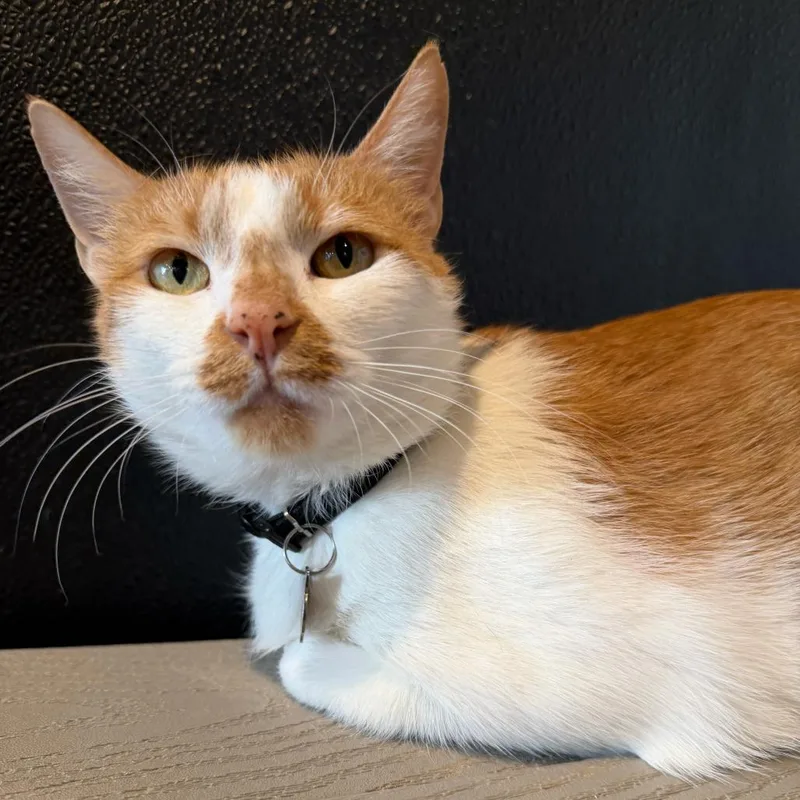 Ginger thumbnail 2