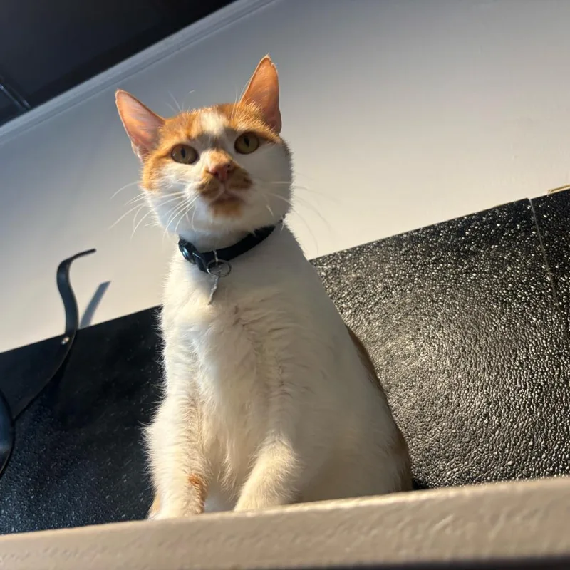 Ginger thumbnail 3