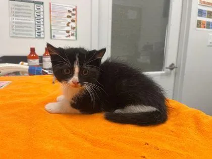 A baby small-sized male Black Domestic Short Hair cat named That One French Mouse for adoption in Kansas City, MO