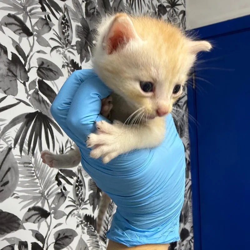 A baby small-sized male Orange / Red Domestic Short Hair cat named Mr. Bigs for adoption in Wahiawa, HI