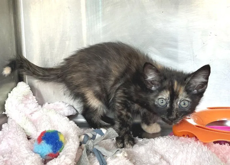 A baby medium-sized female Tortoiseshell cat named Lynx for adoption in Carrollton, GA