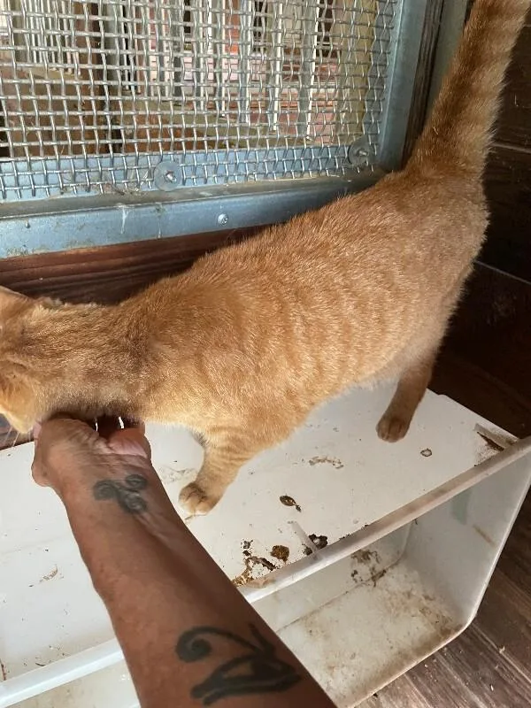 An adult small-sized female Orange / Red Domestic Short Hair cat named Carrot Cake for adoption in Cincinnati, OH