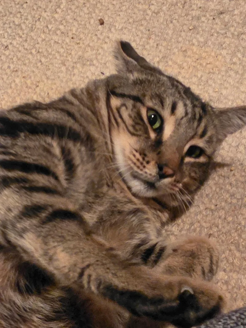 An adult medium-sized male Tabby (Leopard / Spotted) Tabby cat named Charlie for adoption in Woodinville, WA