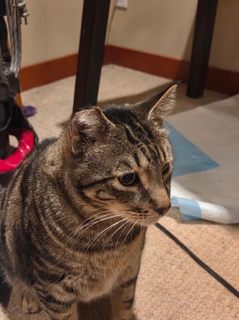 Charlie thumbnail 3