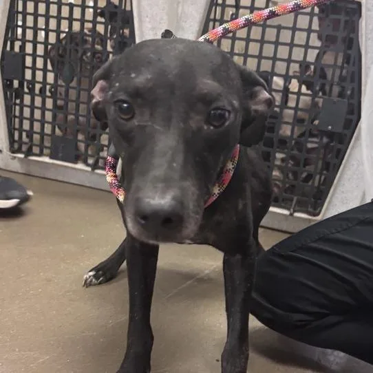 An adult small-sized female Black Mixed Breed dog named Cream of Mushroom for adoption in Asheville, NC