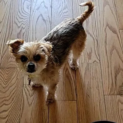 An adult small-sized male Apricot / Beige Morkie dog named Charlie for adoption in West Valley, UT