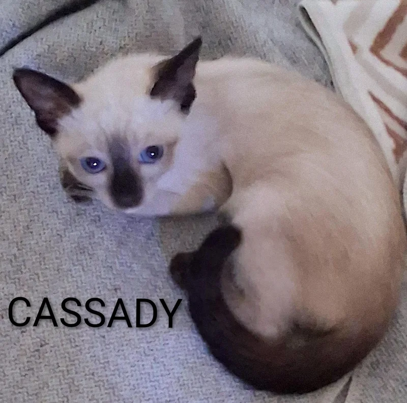 A baby medium-sized female Buff / Tan / Fawn Domestic Short Hair cat named Cassady for adoption in Hawthorne, CA