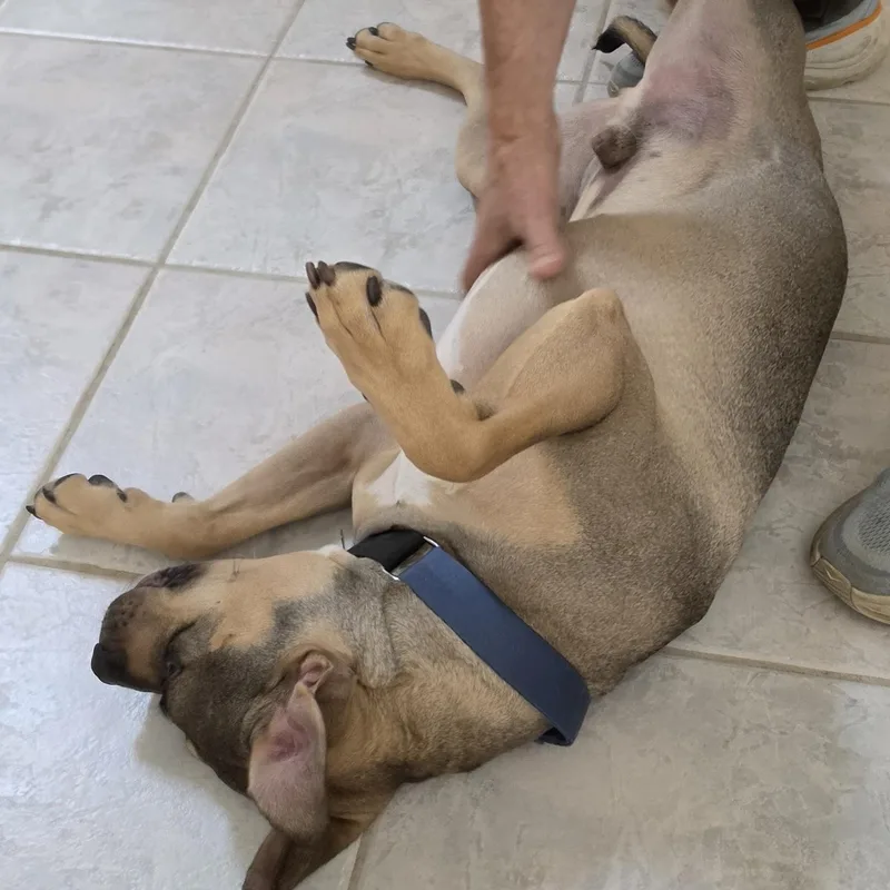 A young medium-sized male Golden Mixed Breed dog named Charlie  Big Hearted for adoption in Houston, TX