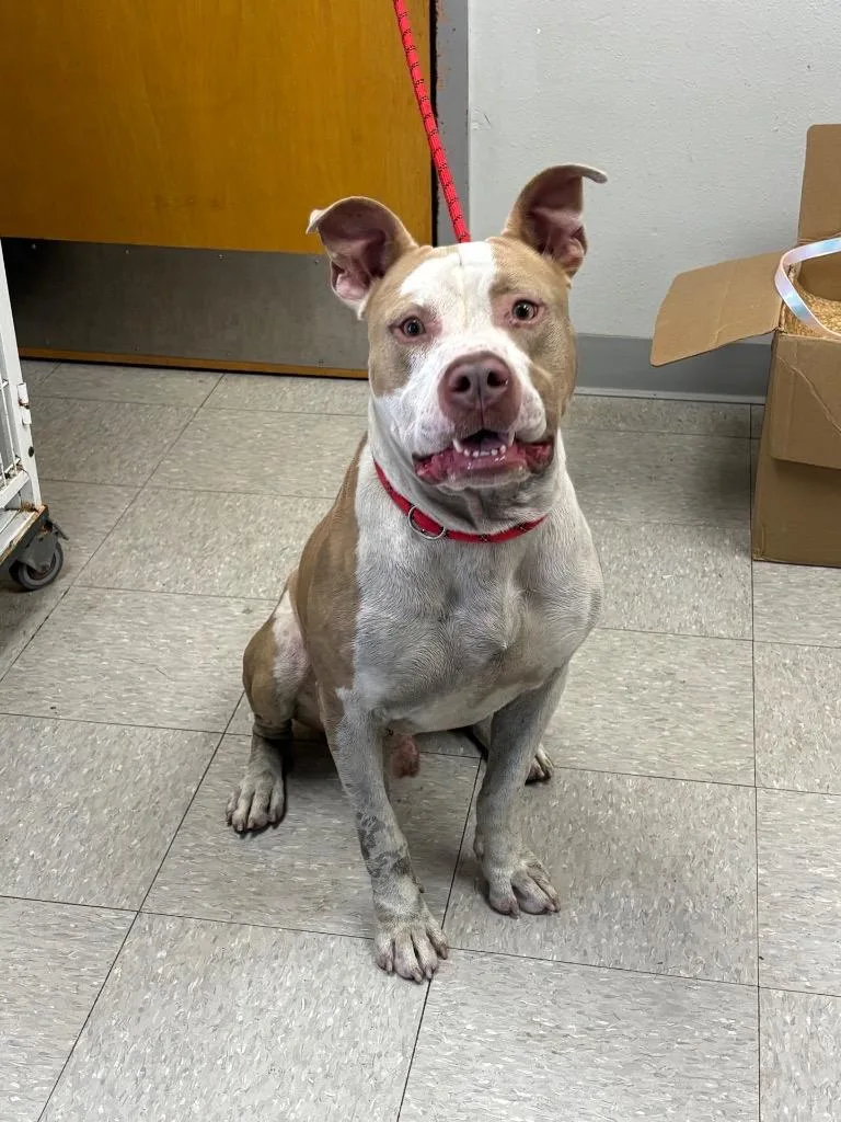 An adult medium-sized male Pit Bull Terrier dog named Monte Cristo for adoption in Sorrento, LA