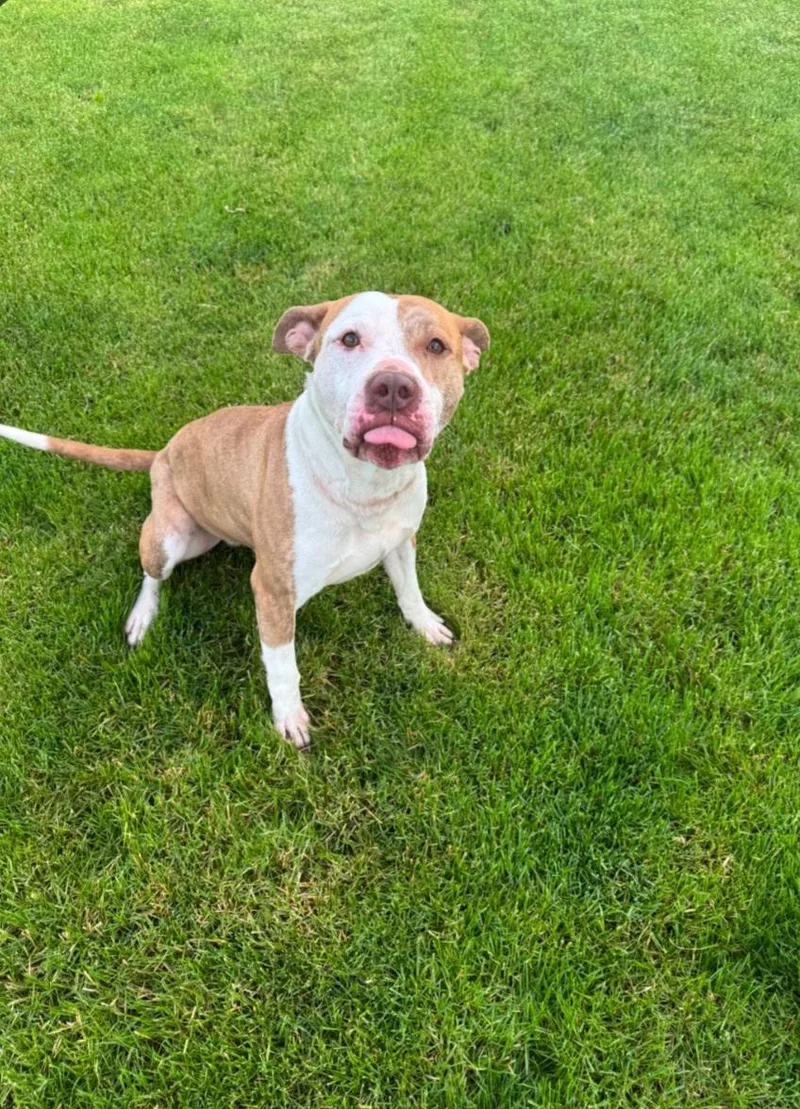 A young medium-sized male Yellow / Tan / Blond / Fawn Pit Bull Terrier dog named Sable for adoption in Liberty Center, OH