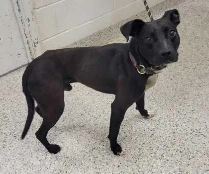 An adult medium-sized male Black Pit Bull Terrier dog named Jetson for adoption in Kansas City, MO