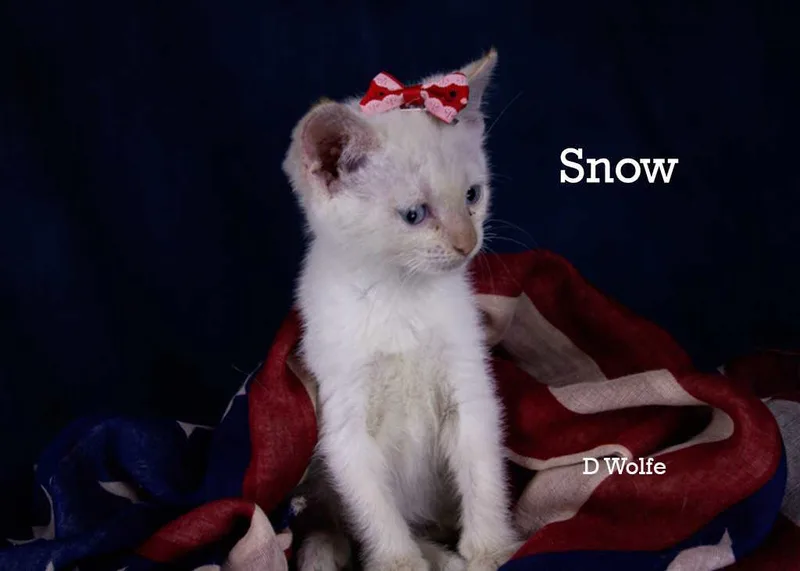 A baby medium-sized female Flame Point Siamese cat named Snow for adoption in York, NE
