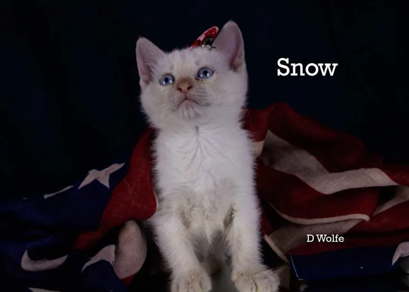 Snow thumbnail 2