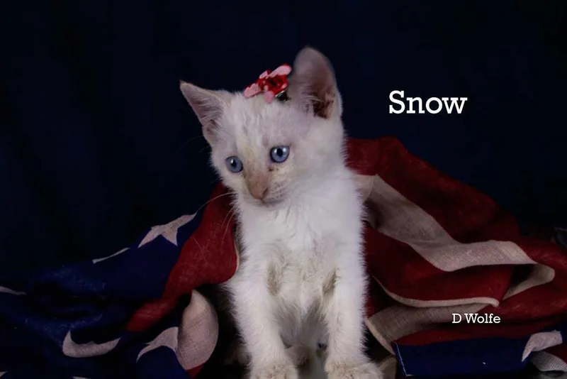 Snow thumbnail 3