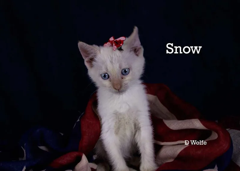 Snow thumbnail 4