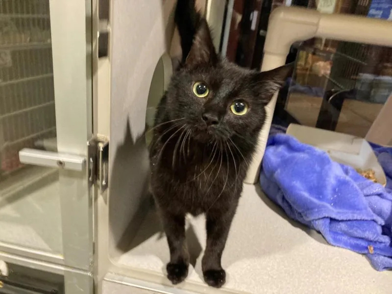 An adult medium-sized female Domestic Short Hair cat named Coco for adoption in Chapel Hill, NC