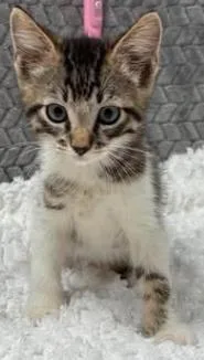 A baby small-sized male Domestic Short Hair cat named Freddy for adoption in Lampasas, TX