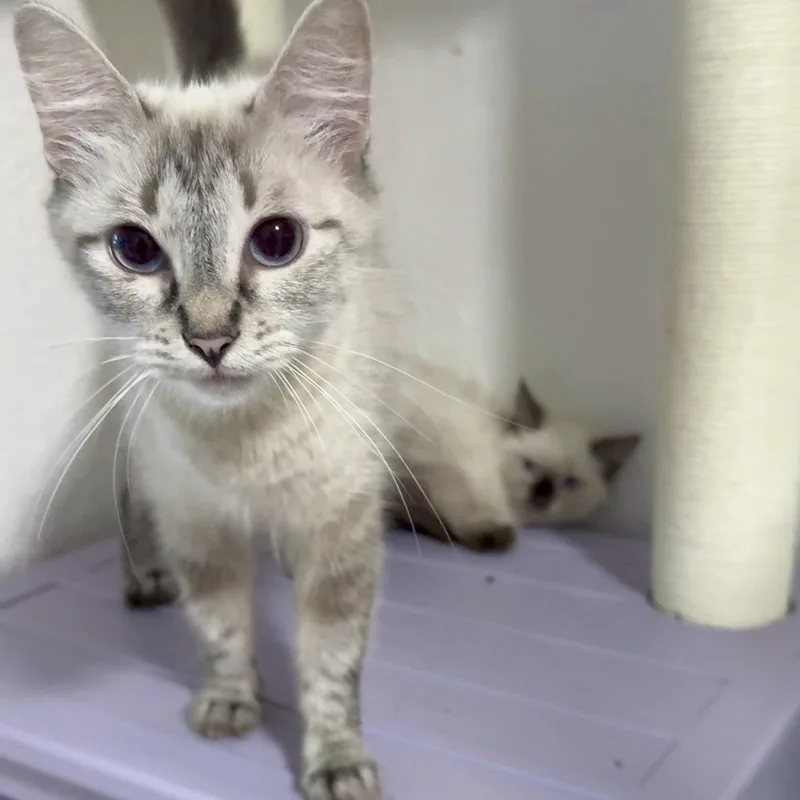 A baby small-sized female Seal Point Siamese cat named Angel and Aura for adoption in Miami, FL