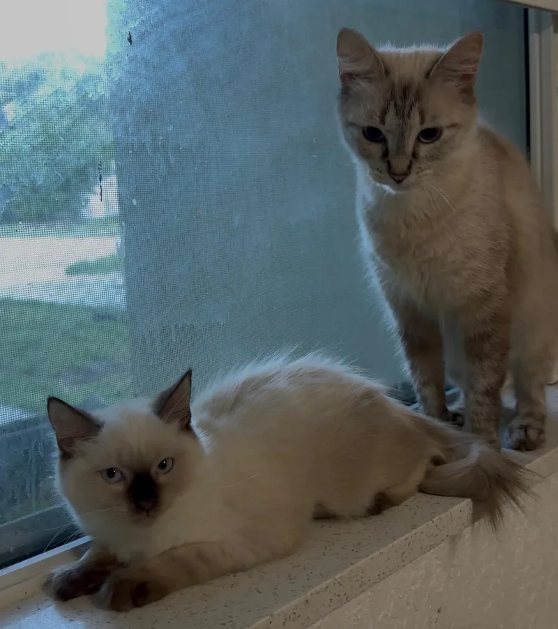 Angel and Aura thumbnail 2
