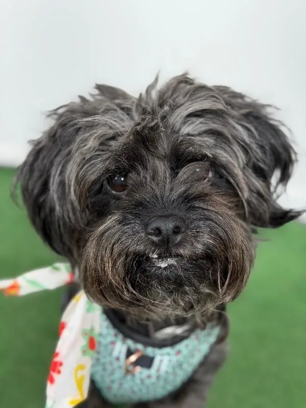 An adult small-sized male Black Shih Tzu dog named Moon Pie for adoption in Carlsbad, CA