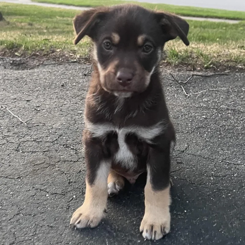 A baby small-sized male Brown / Chocolate Mixed Breed dog named Squirrel for adoption in Buffalo, MN
