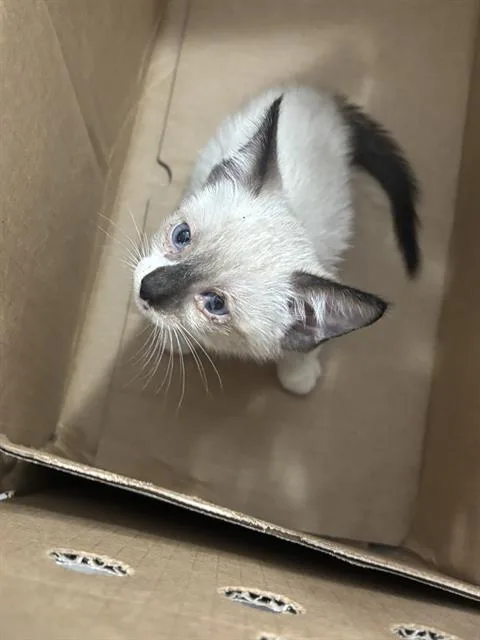 A baby medium-sized male Domestic Short Hair cat named Willow for adoption in Dallas, TX