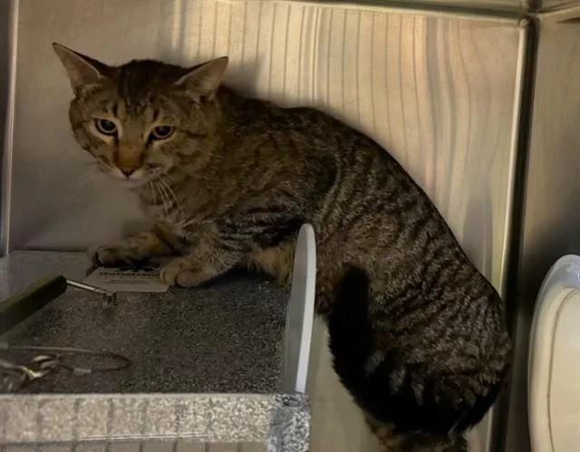 An adult large-sized male Domestic Short Hair cat named Brisco for adoption in Olathe, KS