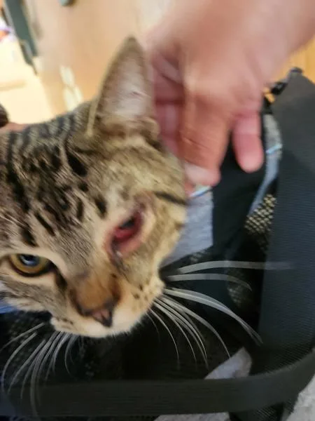 A young small-sized male Domestic Short Hair cat named Bit for adoption in Virginia Beach, VA