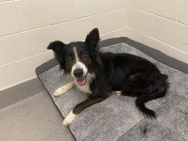 An adult medium-sized female Border Collie dog named Keeva for adoption in Auburn, CA