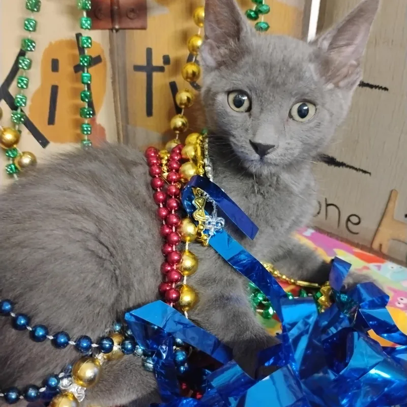 A baby small-sized female Gray / Blue / Silver Domestic Short Hair cat named Holly Go Lightly Lb for adoption in Phoenix, AZ