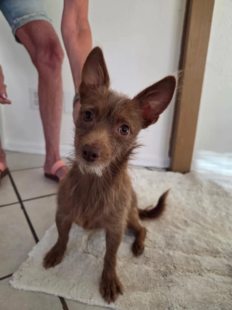 A young small-sized male Cairn Terrier dog named Ferdinand for adoption in Phoenix, AZ