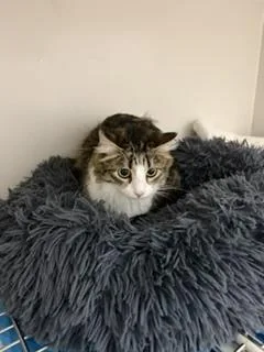 A young small-sized female Maine Coon cat named Noel for adoption in Innsbrook, MO