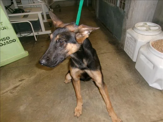 A young medium-sized male German Shepherd Dog dog named Doc for adoption in Van Nuys, CA