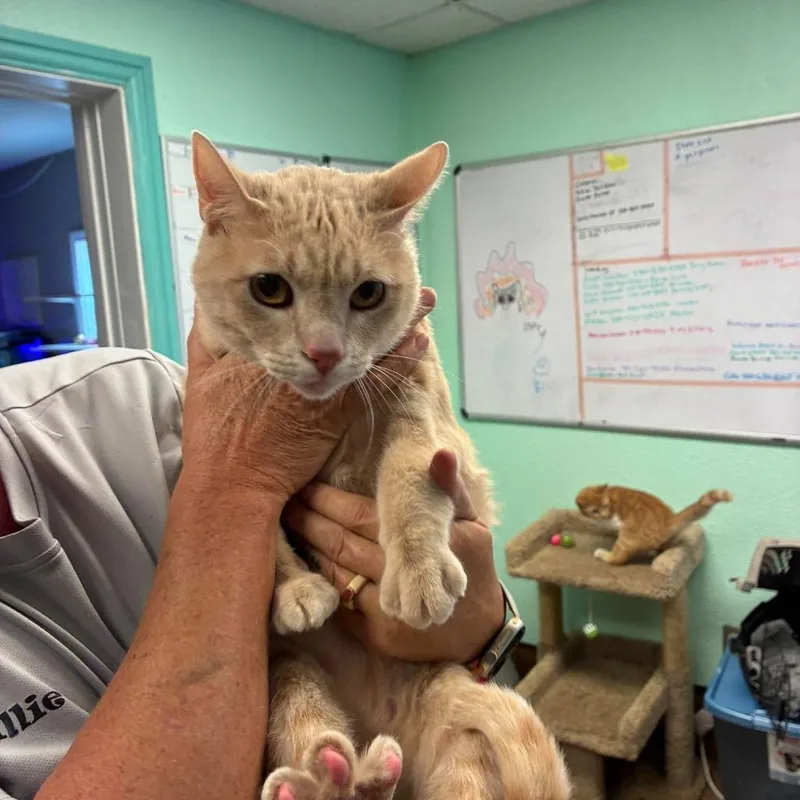 An adult extra large-sized male Domestic Short Hair cat named Big Cream for adoption in Madill, OK
