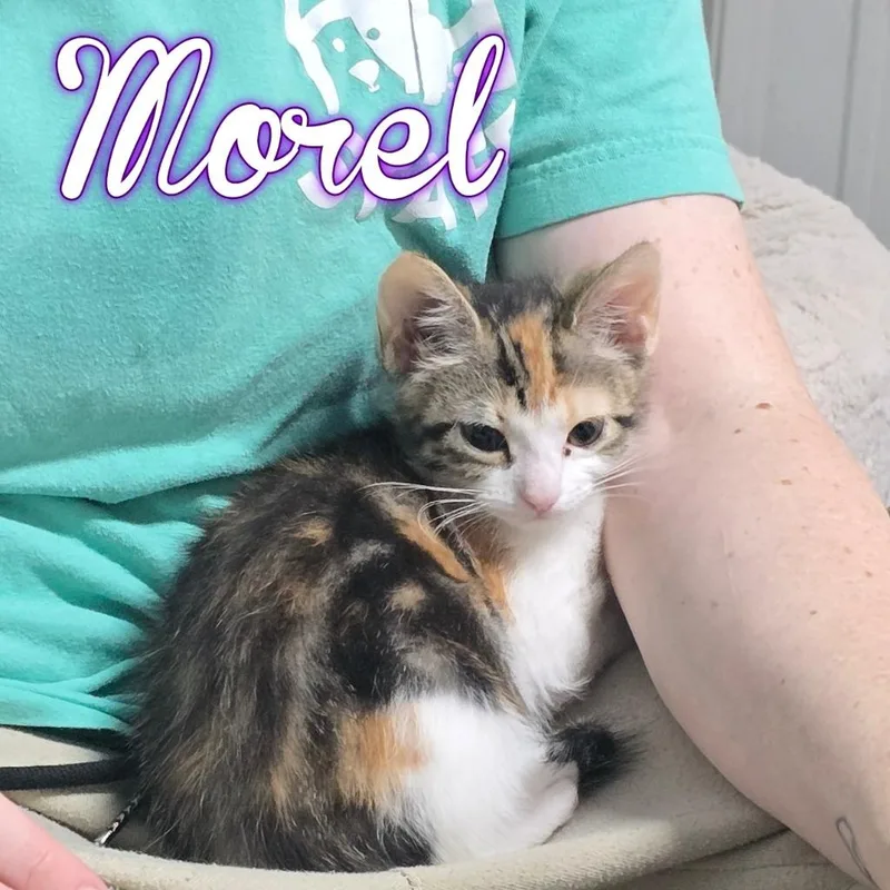 A baby small-sized female Domestic Short Hair cat named Morel for adoption in Hillsboro, OH