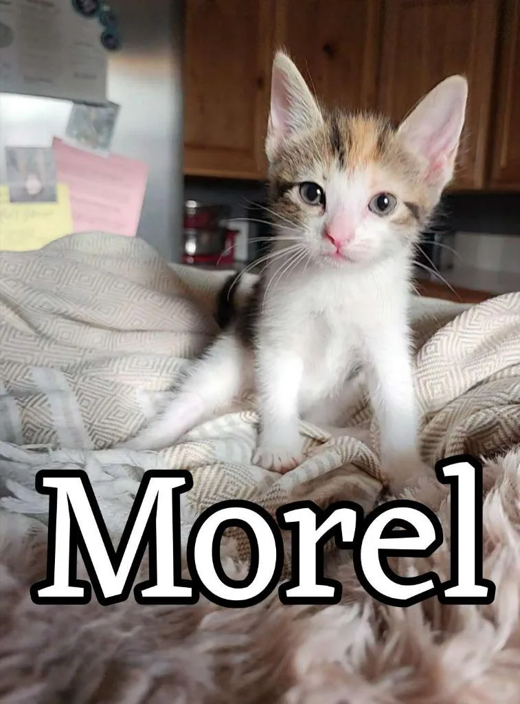 Morel thumbnail 2