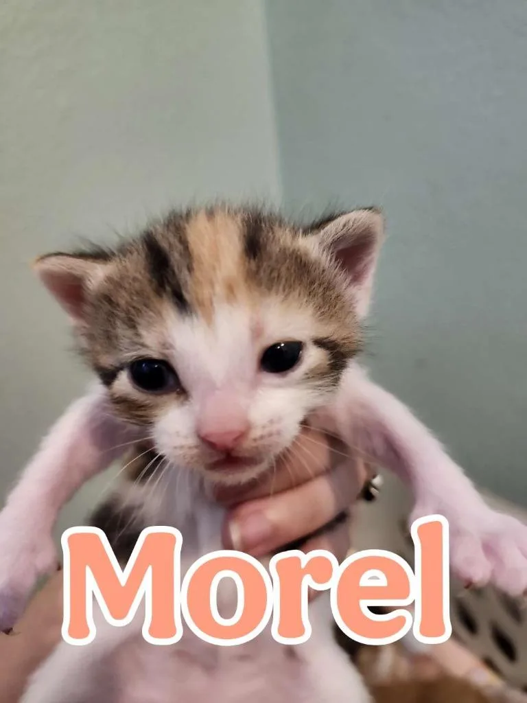 Morel thumbnail 3