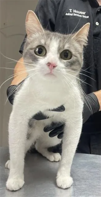 A young small-sized female Domestic Short Hair cat named Jane Doe for adoption in Redlands, CA