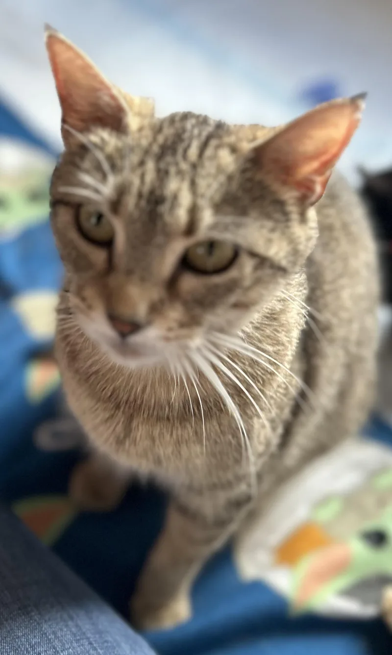 An adult medium-sized female Tabby (Gray / Blue / Silver) Domestic Short Hair cat named Cathy for adoption in Rossville, TN