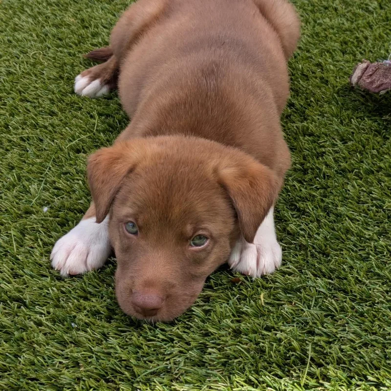 A baby medium-sized female White / Cream Mixed Breed dog named Zuma for adoption in LOXAHATCHEE, FL